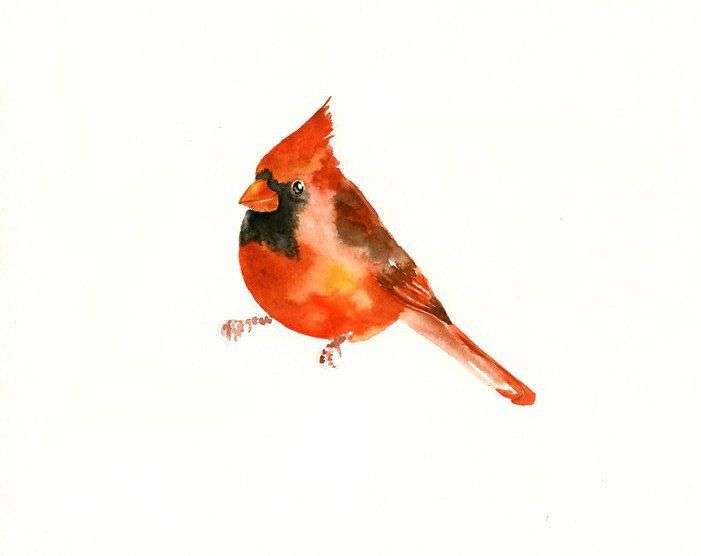 701x556 How To Draw A Cardinal Unique Cardinal Original Watercolor