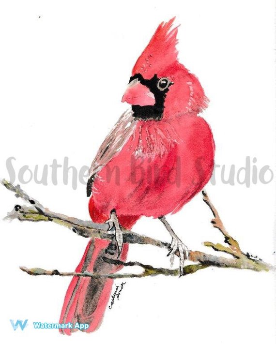 570x711 Cardinal Watercolor Cardinal Watercolor Birds Red Birds Etsy