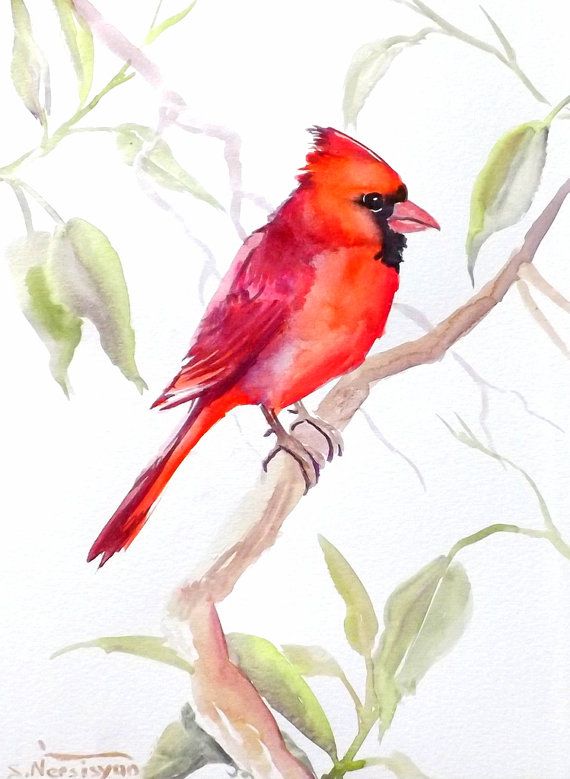 570x779 Watercolor Cardinal Images Red Cardinal, Original Watercolor