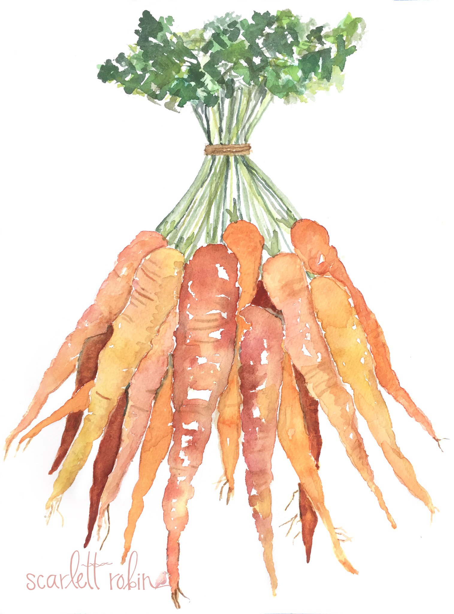 1515x2048 Carrots Watercolor 11x14 Scarlett Robin