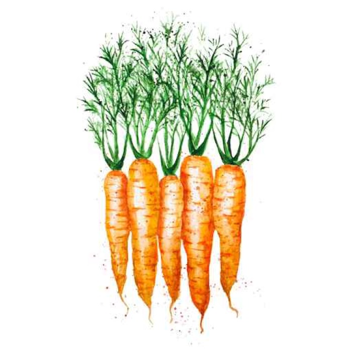 700x700 Vector Watercolor Carrots, Isolated On White Background Wall Mural