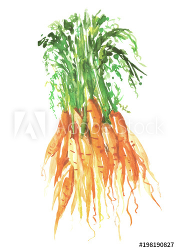 354x500 Vegetables, Carrot On White Isolated Background, Watercolor