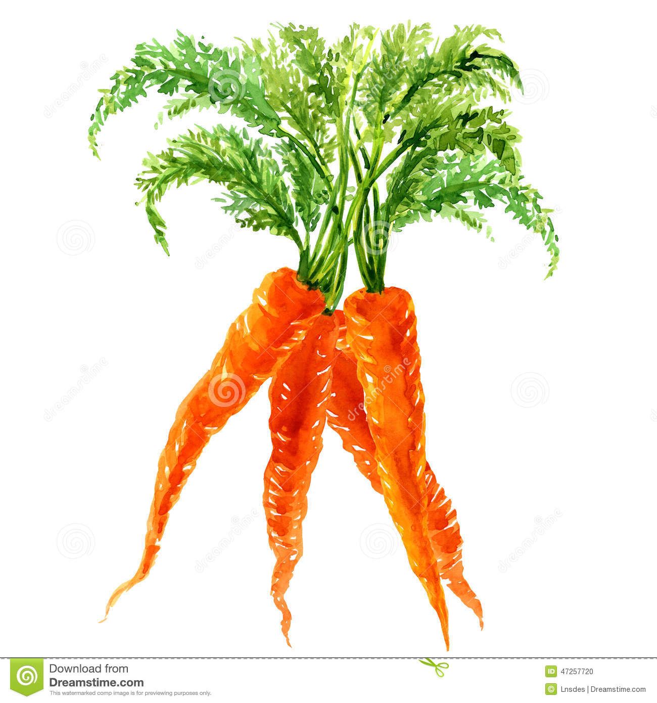 1300x1390 Carrot Bunch Watercolor