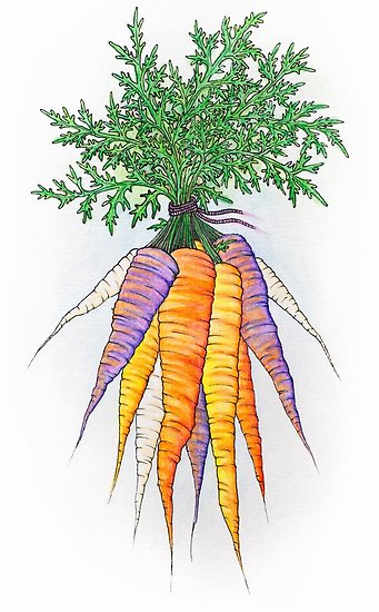 341x550 Purple And Orange Watercolor Carrot Bunch Drawing. Posters By