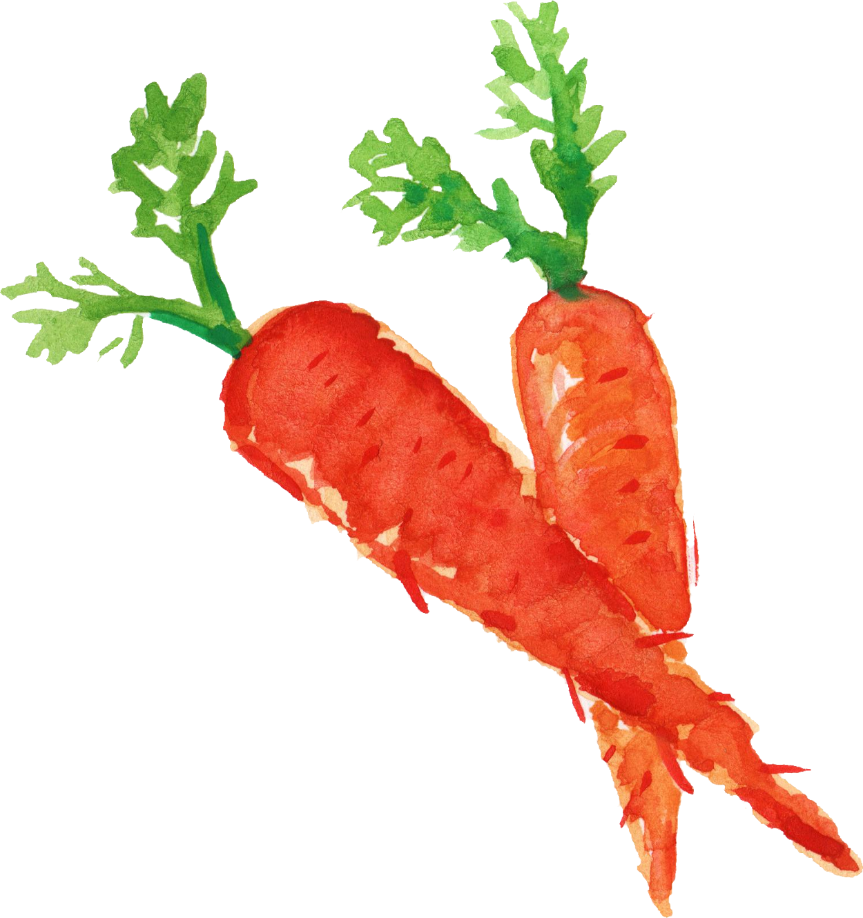 1250x1330 Watercolor Carrot 2