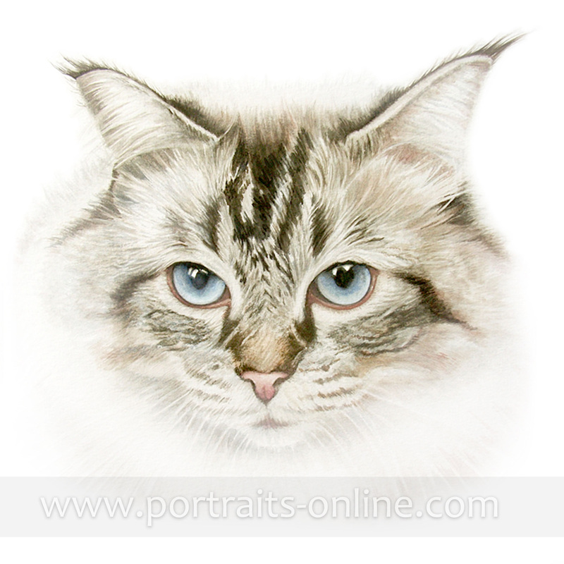 800x800 Blue Eyed Cat Watercolour Portrait Painting