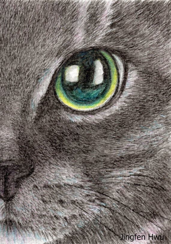 570x812 Lifelikerealistic Cat Drawing, Watercolor Pencil, The Face Of A