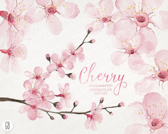 570x456 Watercolor Cherry Blossom Cherry Tree Sakura Hand Painted Etsy