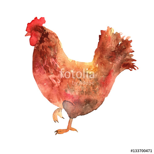 500x500 Chicken Hand Drawn In Watercolor. Stock Photo And Royalty Free