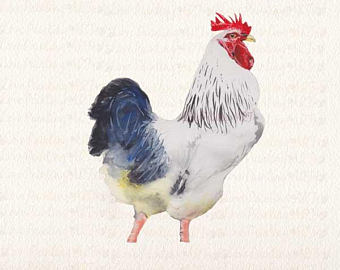 340x270 Chicken Watercolor Etsy