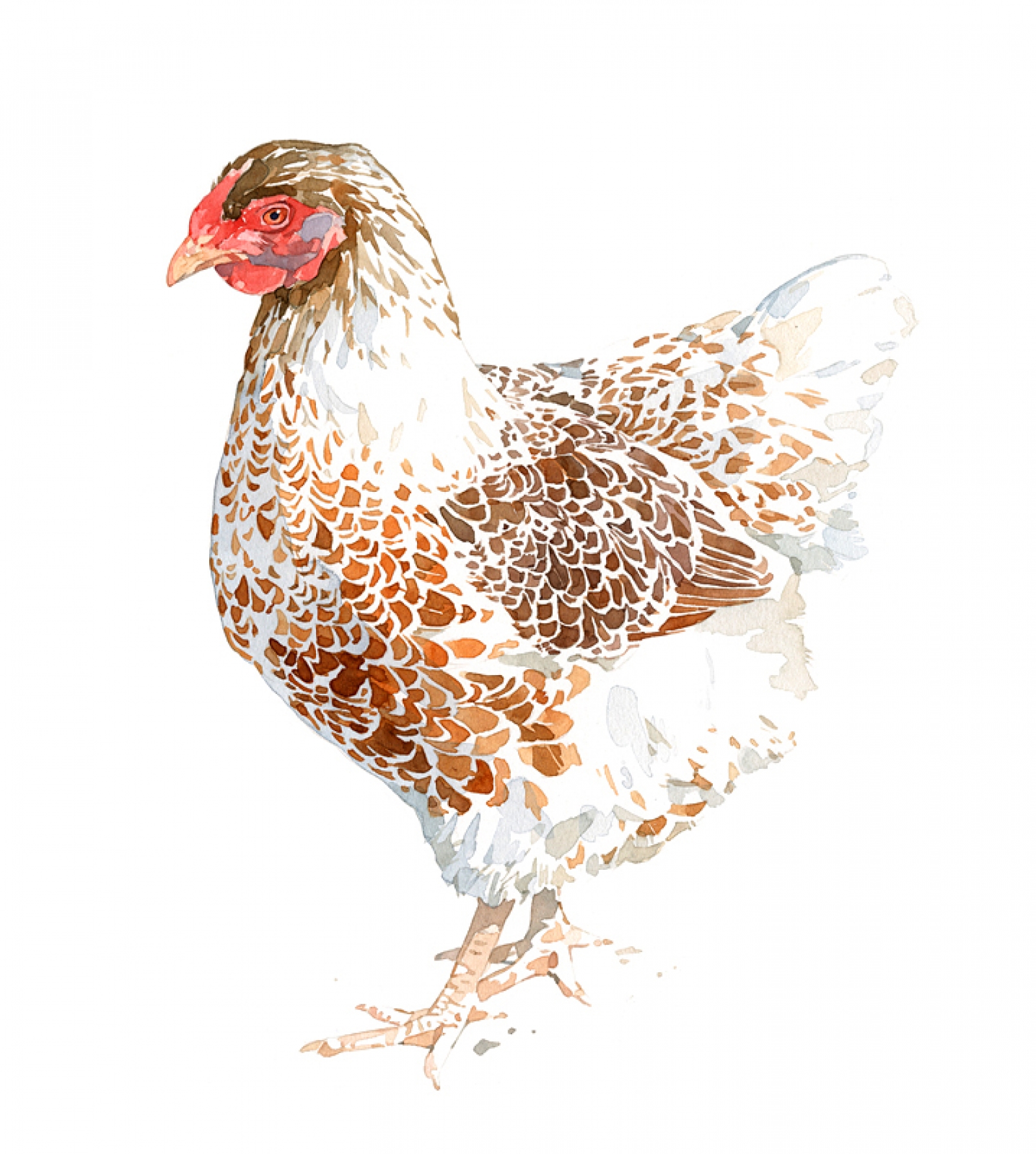 1600x1783 Chicken Watercolor Painting, Brown And White Hen Print David