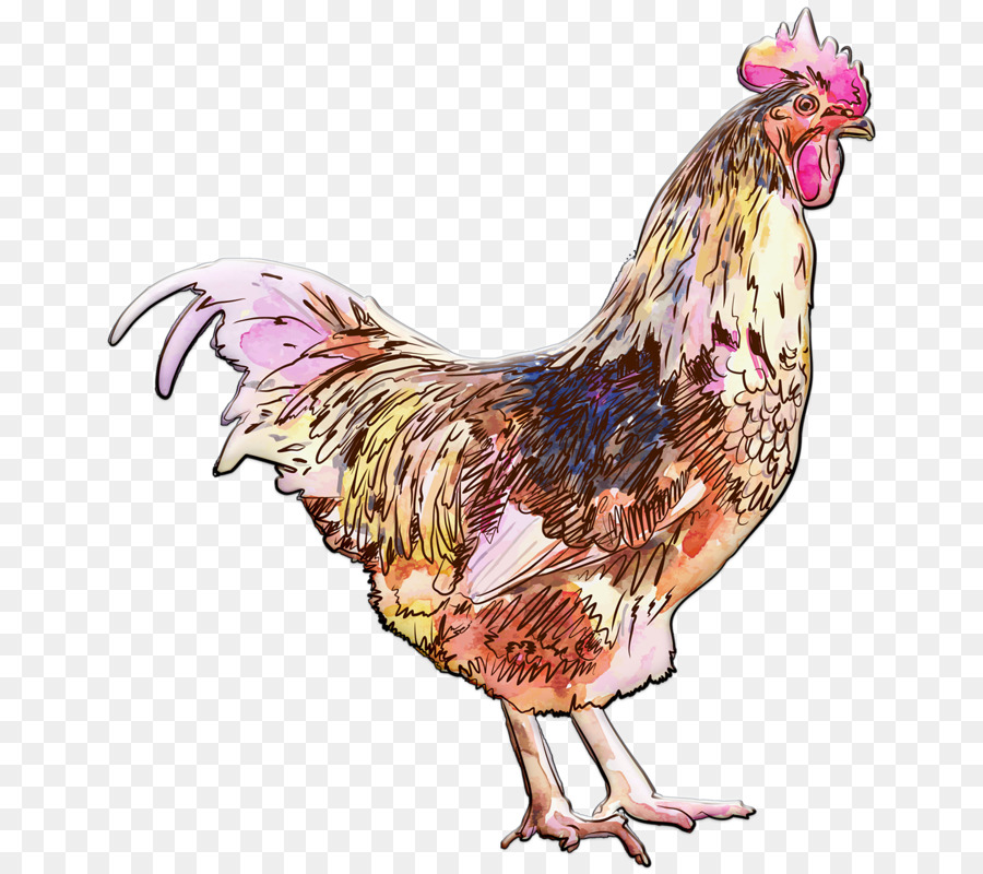 900x800 Download Rooster Watercolor Painting Drawing Chicken Watercolor