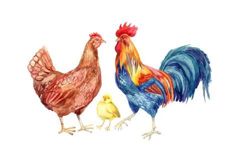 473x315 Watercolor Chicken Family
