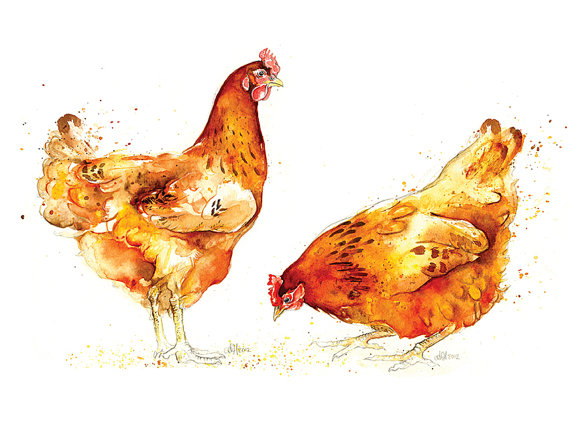 570x425 Chicken Watercolor