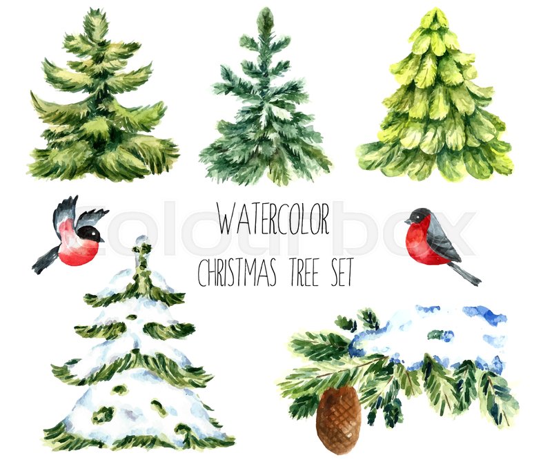 800x666 Watercolor Christmas Trees. Isolated Pine Tree, Winter Branch