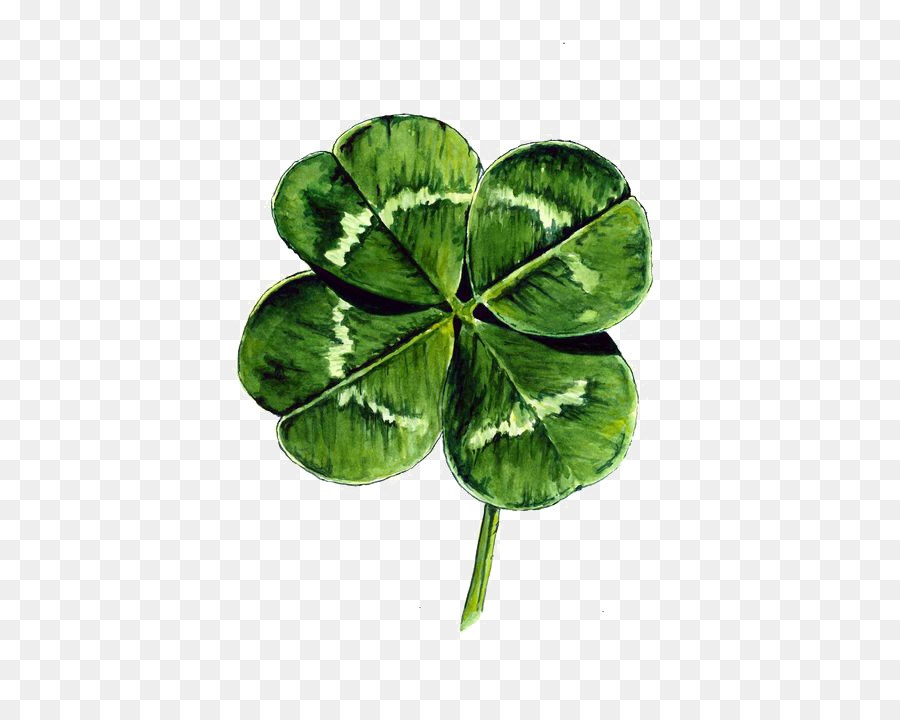 900x720 White Clover Four Leaf Clover Watercolor Painting Drawing