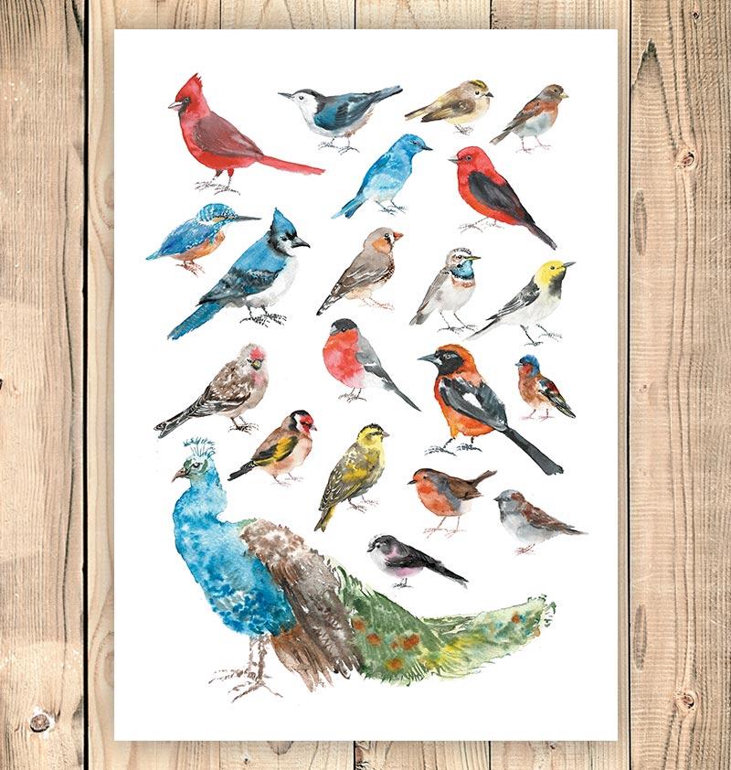 800x842 Bird Collage