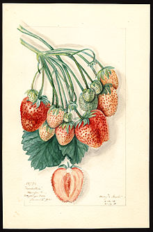 220x334 Pomological Watercolor Collection