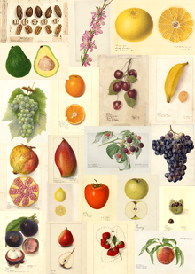 220x309 U.s. Department Of Agriculture (Usda) Pomological Watercolor