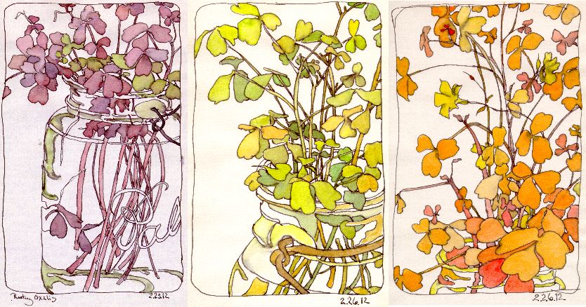 834x438 Rooting Oxalis Color Schemes Ink Watercolor Chris Carter Artist