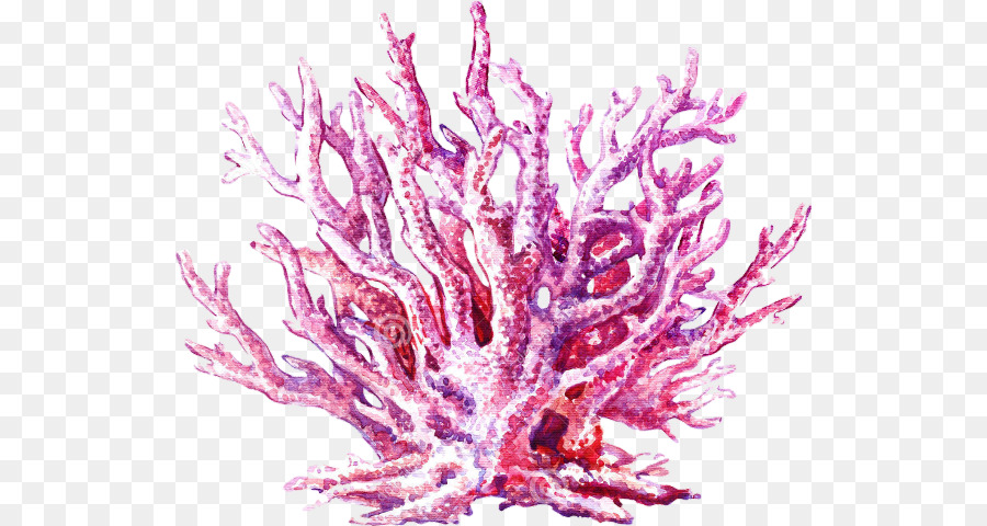 900x480 Coral Reef Jellyfish Watercolor Painting Stock Illustration