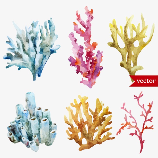 650x650 Vector Coral, Creative, Watercolor, Coral Png And Vector For Free