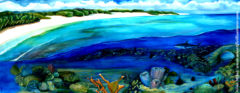 982x383 Coral Reef Illustration