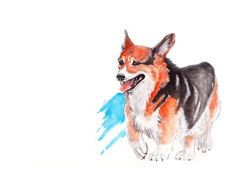 800x572 Corgi Watercolor Painting By Yukichan89