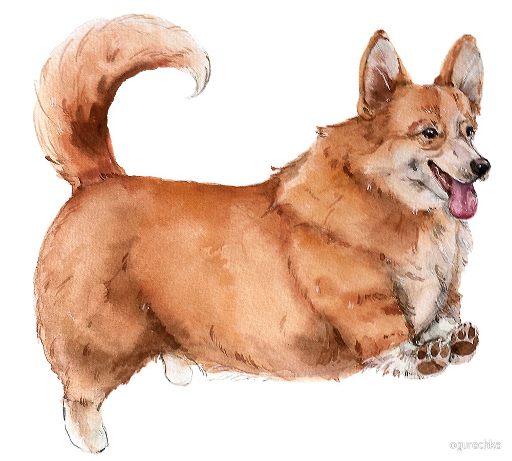 1000x900 Jump Watercolor Corgi Dog By Ogurechka Redbubble