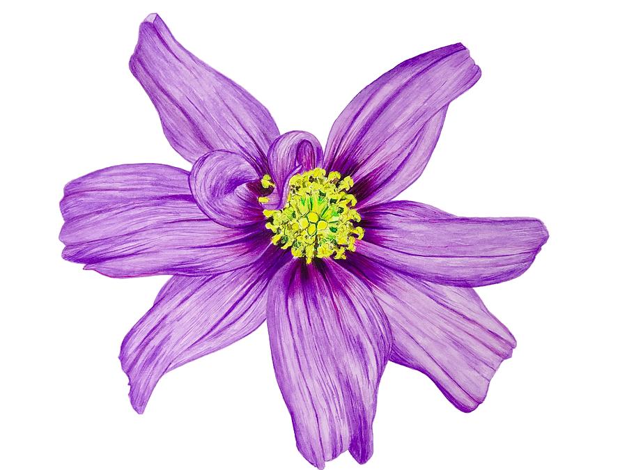 900x675 Cosmos Watercolor Art Painting By Ed Berlyn