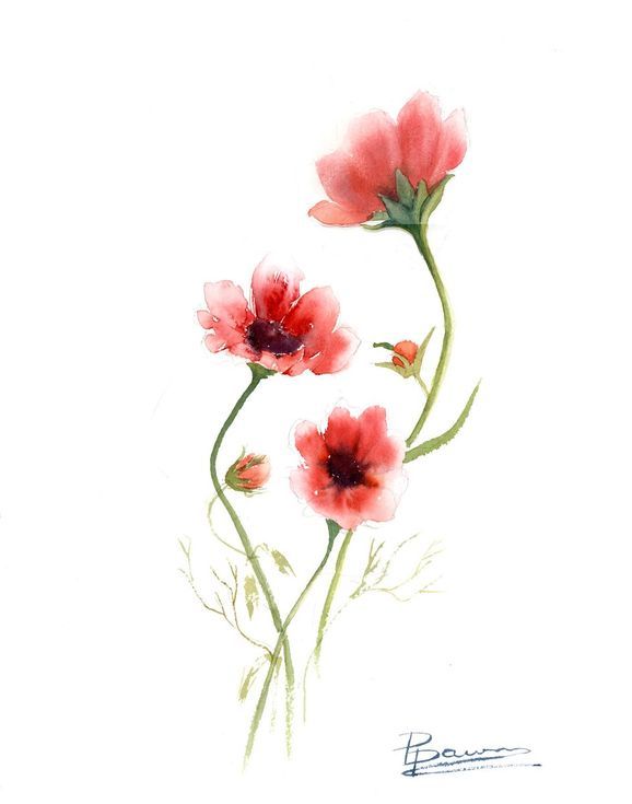 578x735 Original Watercolor Cosmos Painting Original