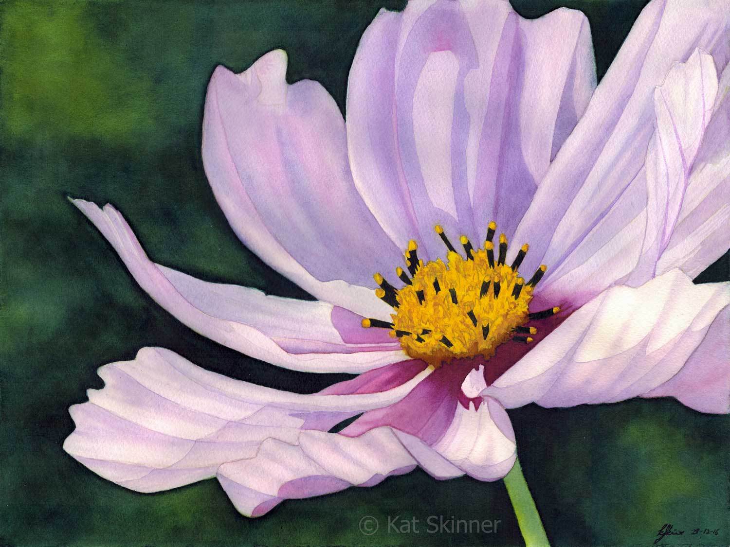 1500x1125 The Cosmos Flower Kat Skinner