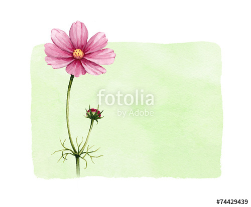 500x413 Background With Watercolor Cosmos Flowers Stock Photo And Royalty