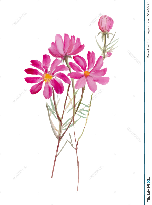 595x800 Cosmos Flower.hand Drawn Watercolor Painting On White Background W
