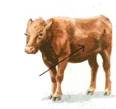 372x350 How To Draw A Cow Using Watercolor Painting Techniques