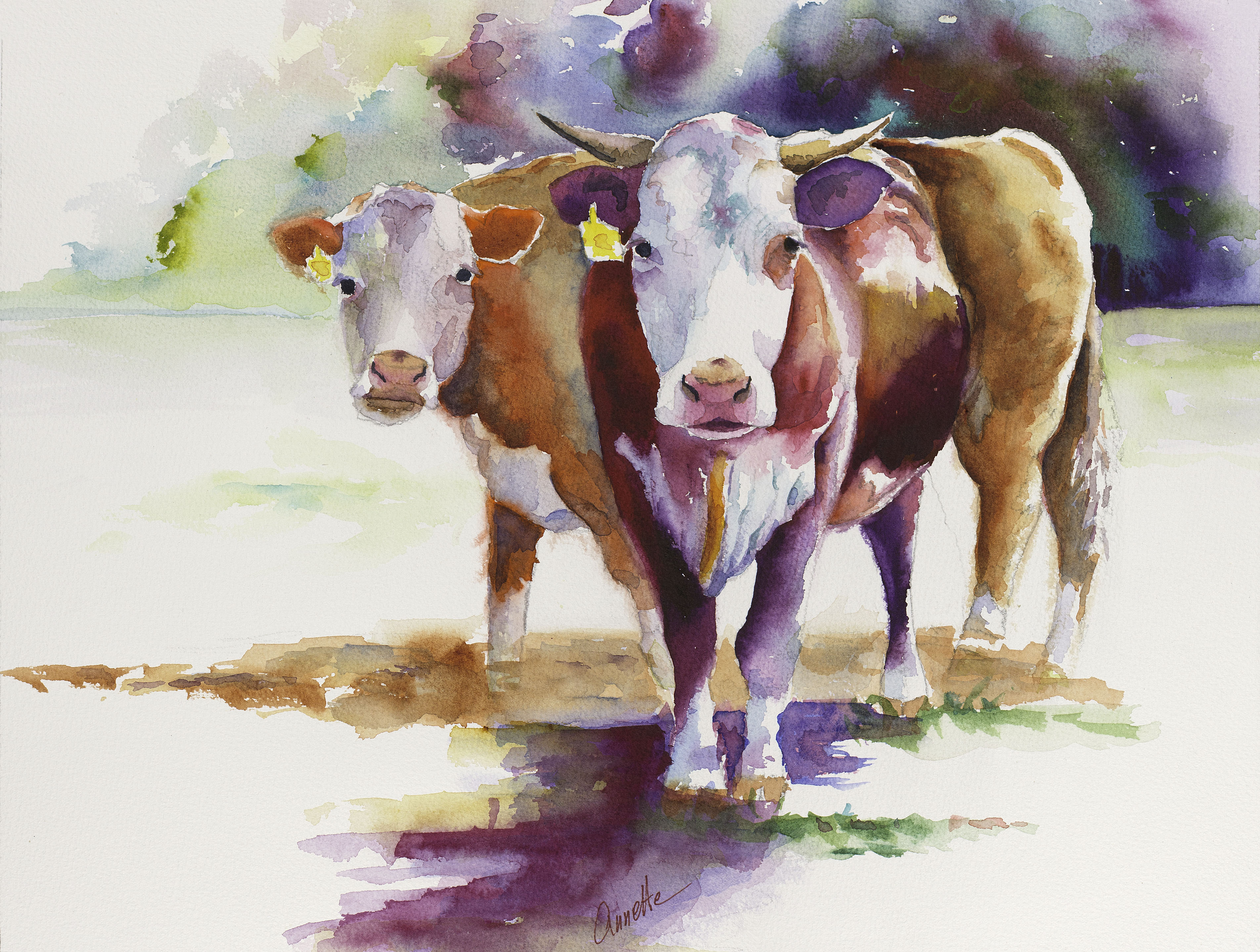 3808x2877 Hereford Cattle Watercolor Painting Annette Bennett Annette