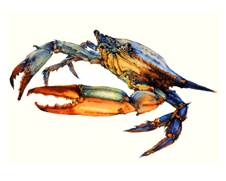 720x576 Crab Art Watercolor Painting Archival Print Atlantic Blue Etsy