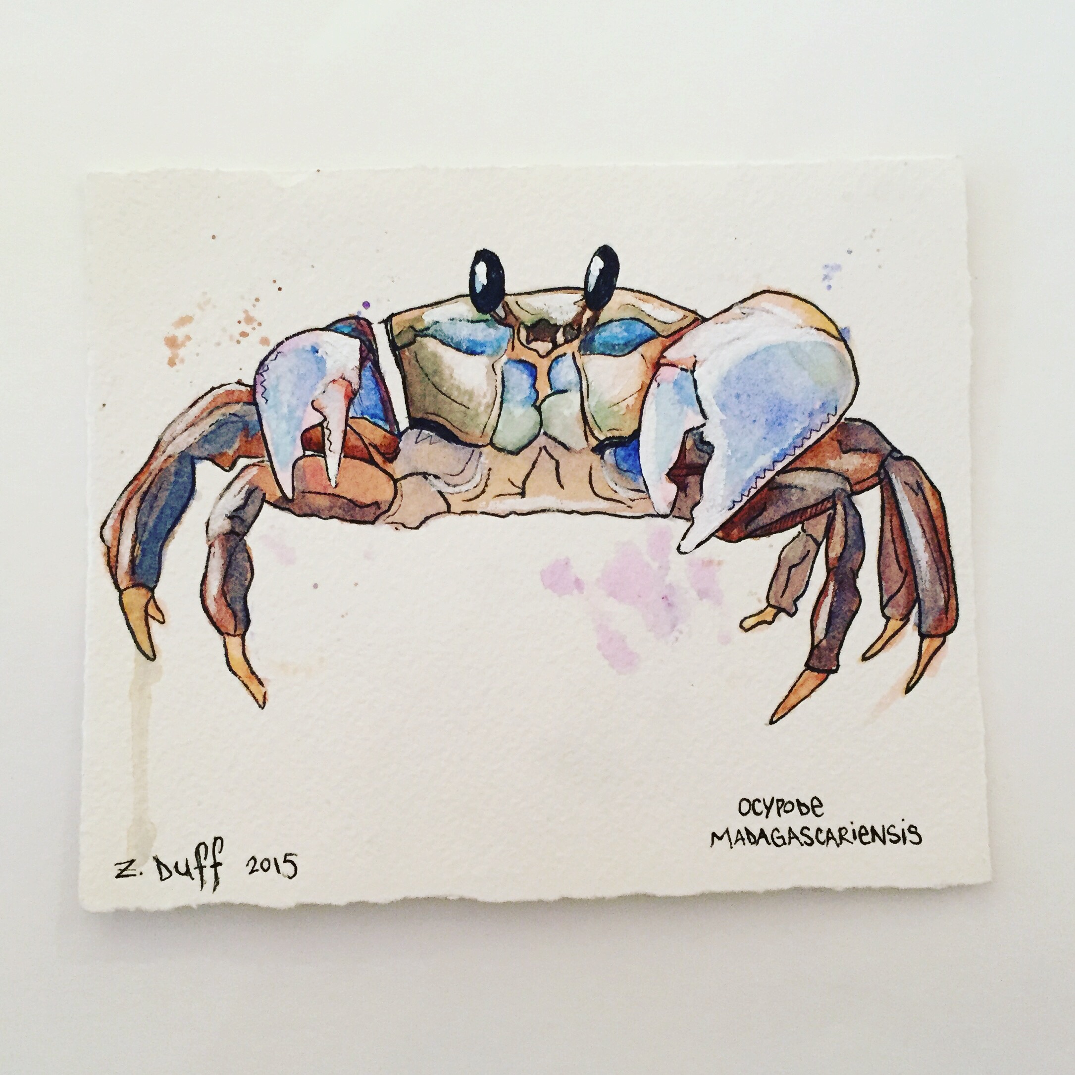 2171x2171 Watercolor Crab By Zak Duff