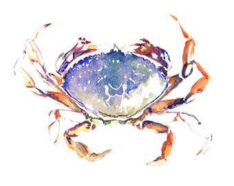 340x270 Watercolor Crab Card Etsy