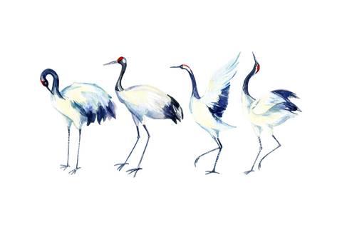 473x315 Watercolor Asian Crane Bird Set Posters By Tanycya