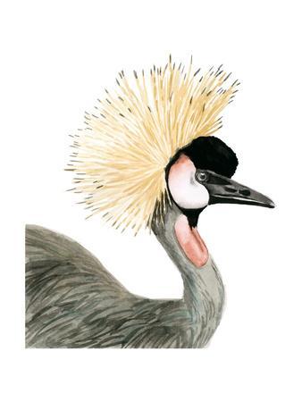 338x450 Watercolor Crested Crane Art Print By Naomi Mccavitt