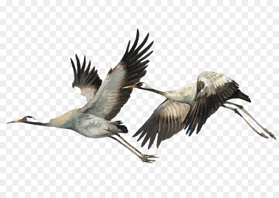 900x640 Bird Watercolor Painting Illustration