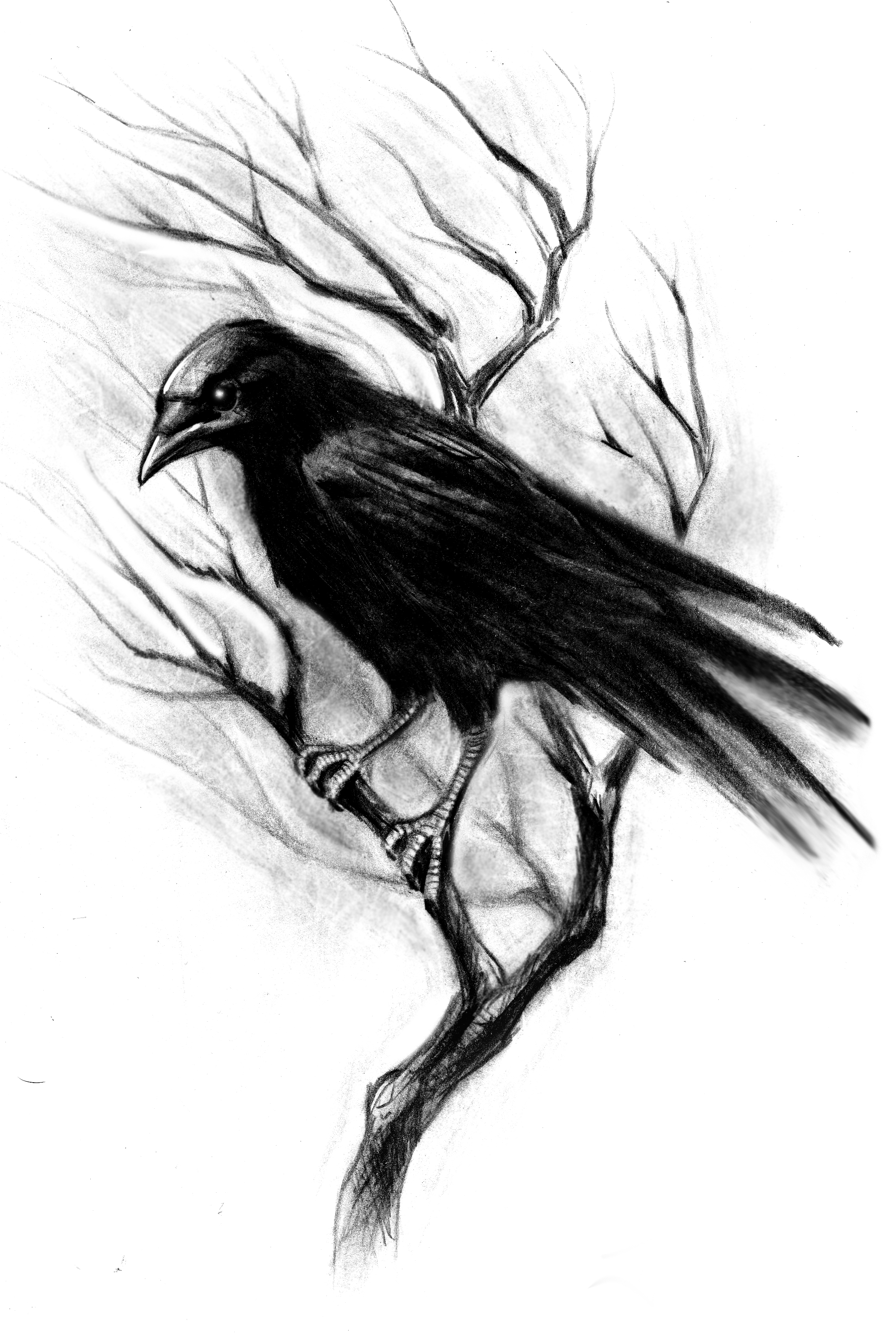 2133x3173 Crow Tattoo Design Flash