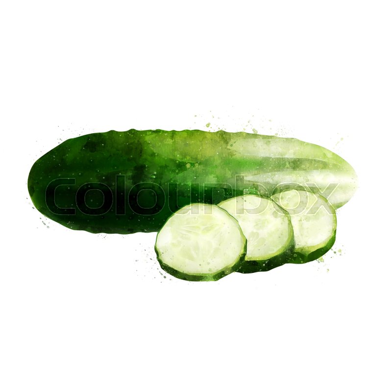800x800 Cucumber On White Background. Watercolor Illustration Stock