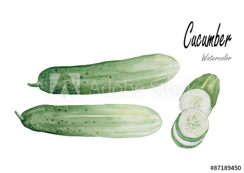 500x354 Cucumbers.hand Drawn Watercolor Painting On White Background