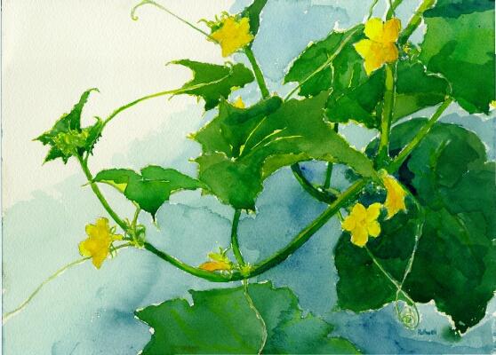 558x400 Flowering Cucumber, Watercolor, 9 X 13.jpg