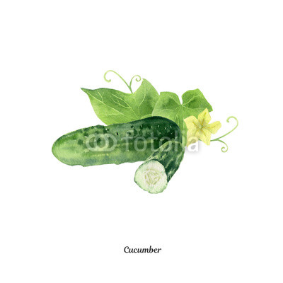 400x400 Handpainted Watercolor Poster With Cucumber Buy Photos Ap