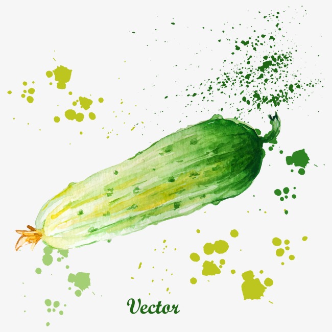 650x650 Vector Drawing Cucumber, Watercolor Vegetables, Vector Vegetables