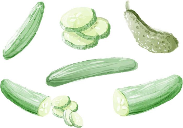 700x490 Watercolor Cucumber Vectors