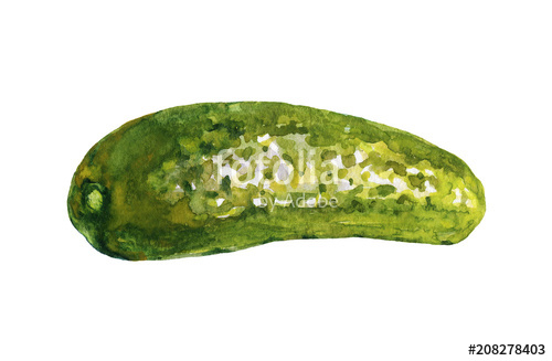 500x327 Watercolor Painting Pickle Cucumber On White Background. Hand